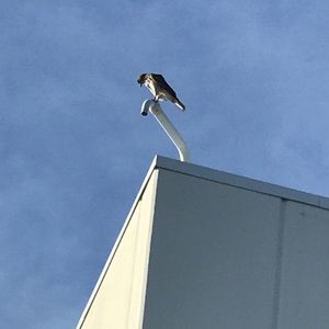 Meet your Posher, Carolina